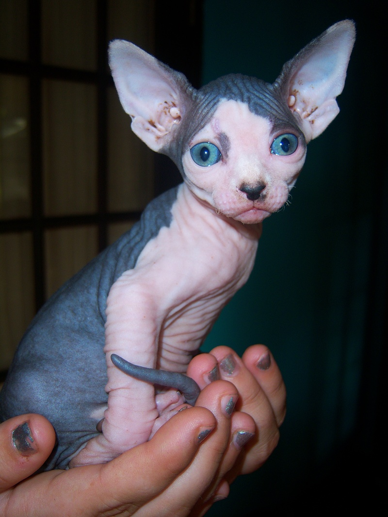 Illustration for article titled Sphynx Cat Ideal for Wealthy Recluse with Allergy
